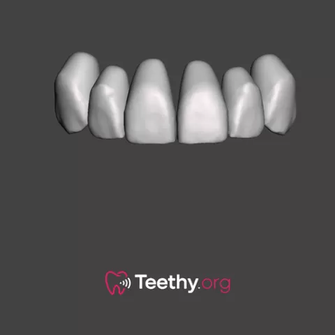 Anterior Teeth
