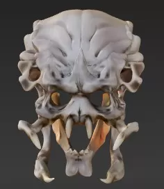 Alien vs Predator Skulls