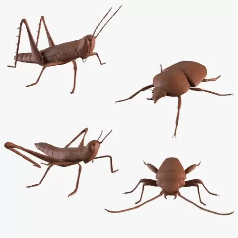 Insects printable