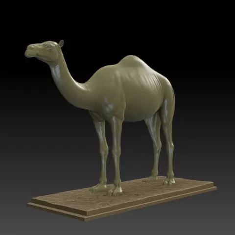 Camel 3D Model