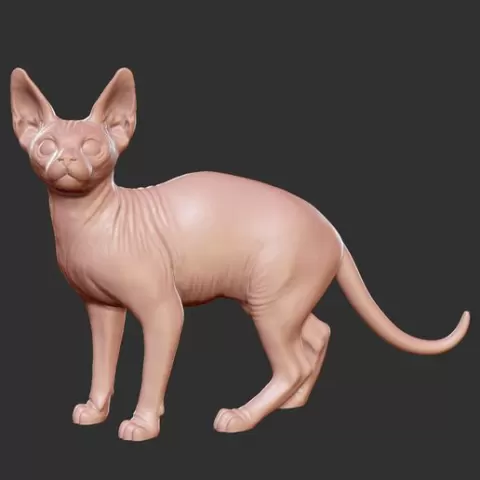 Sphynx cat