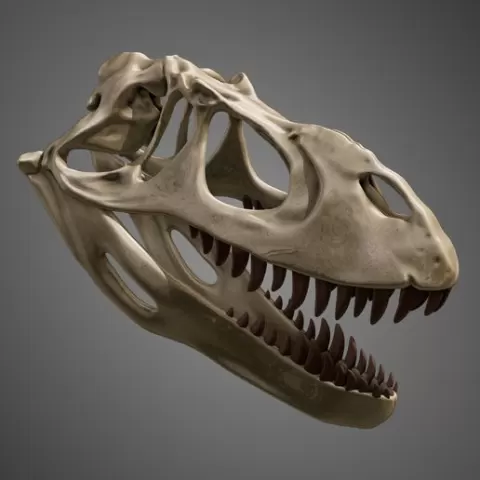 Torvosaurus skull