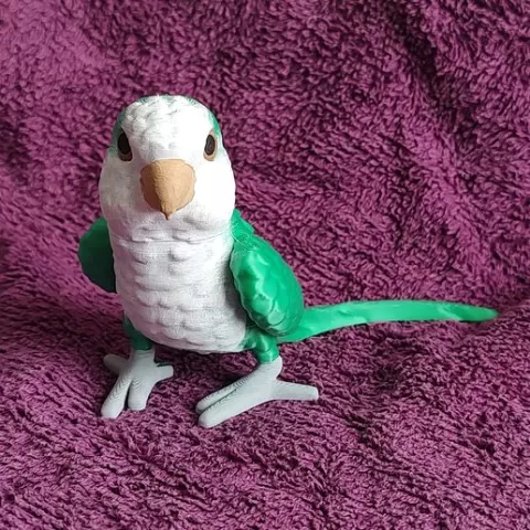 Quaker Parrot