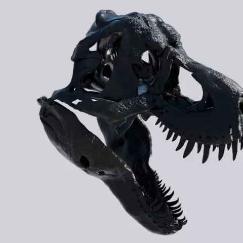 T rex Skull