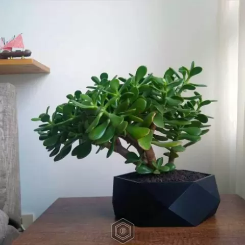 Polygonal Planter