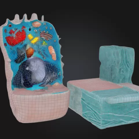 3D Animal Cell Structure Model