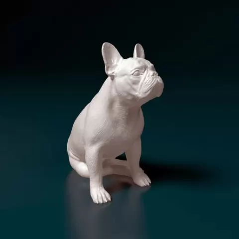 French bulldog 014
