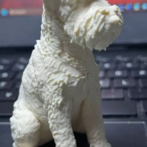 Schnauzer miniatura