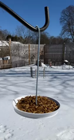 Bird feeder dish