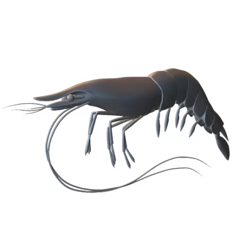 Shrimp Prawn