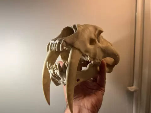 Sabertoothed Cat Skull