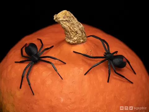 Black Widow Spider