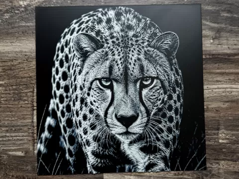 Cheetah Wildlife Series