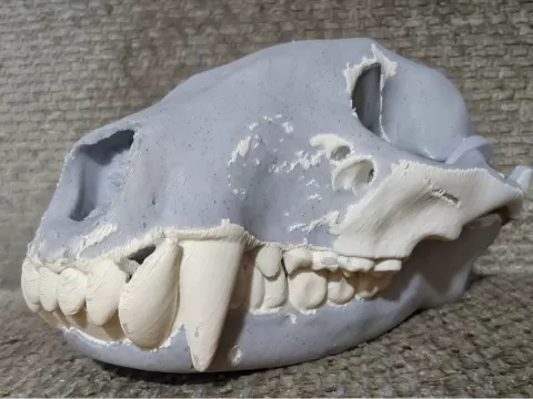 Racoon skull
