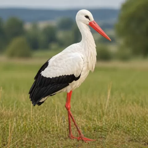 Stork