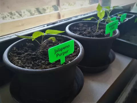 Plant label