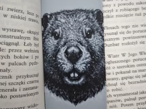 Bóbr