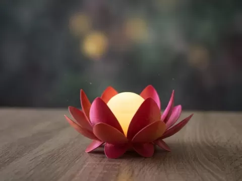 Leuchtende Lotusblüte