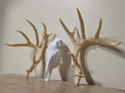 Deer Skull BAS Antler Set - W.A.C.C. Replica