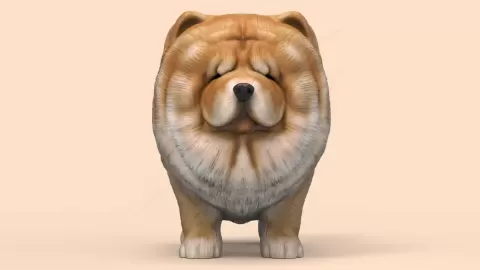 Cute ChowChow