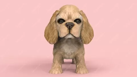 American Cocker Spaniel