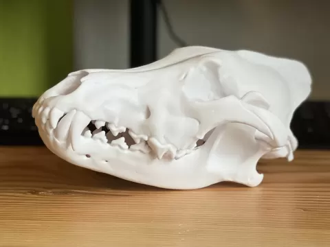 Skull of a Grey Wolf (Canis lupus)
