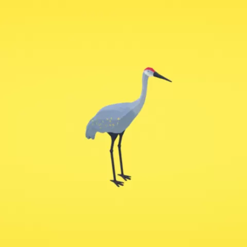 Sandhill crane