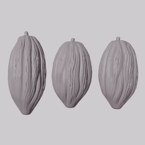 cocoa fruit