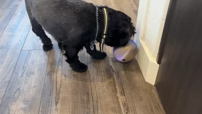 Treat Thief