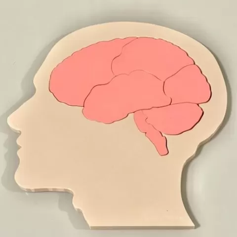 Educational brain puzzle head