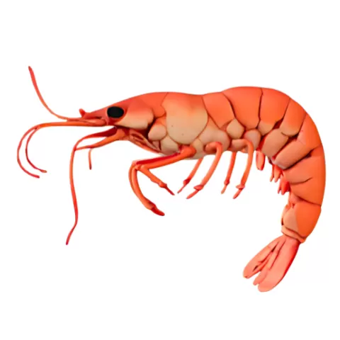Stylized Shrimp