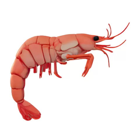 Shrimp and Shell