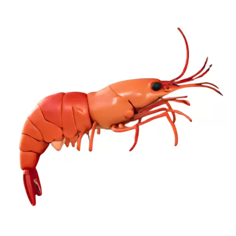 Cooked Shrimp