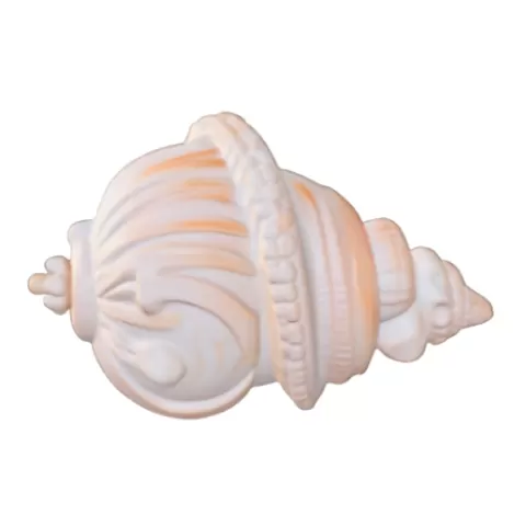 Ornate Seashell