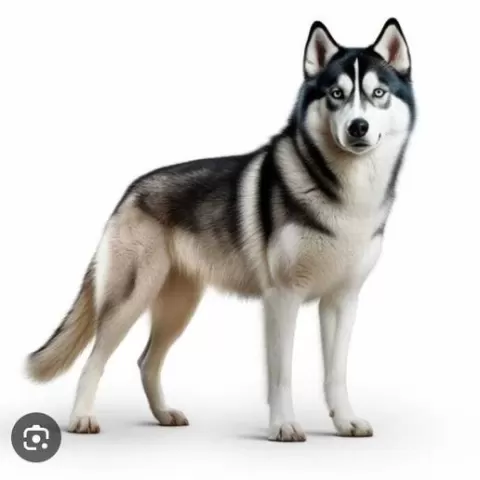 siberian wolf dog
