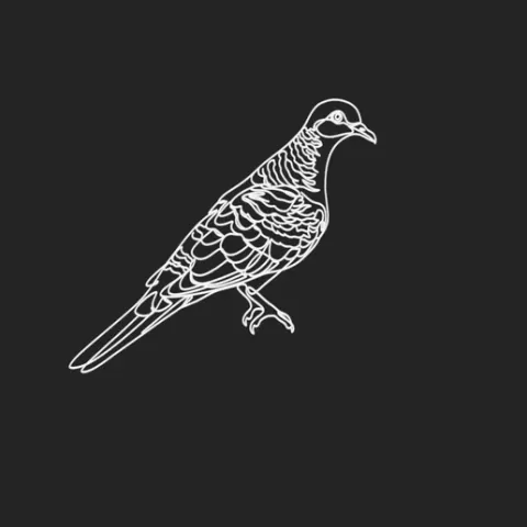 Bar-shouldered Dove 2 lineart 3d printed