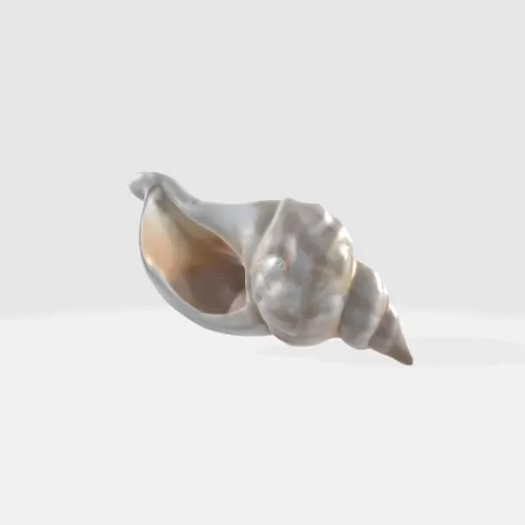 Realistic Seashell 3D Model - Conch Shell Asset