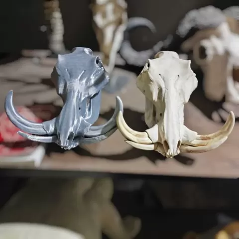 Boar Skull