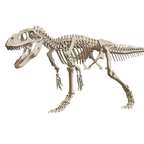 Torvosaurus : squelette complet