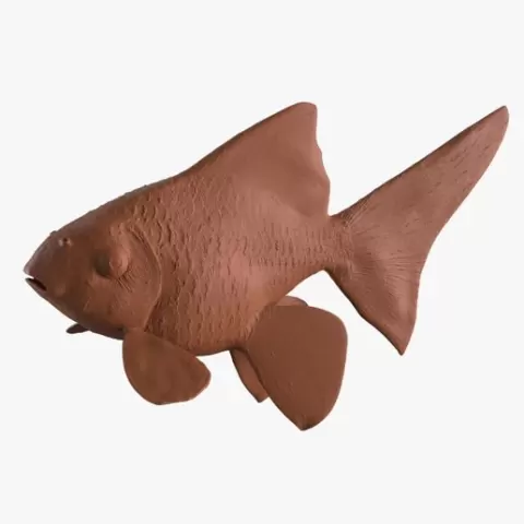 Goldfish