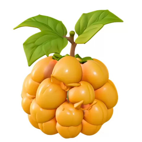 Yellow Ackee Cluster