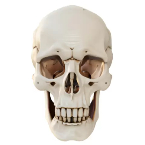Human Skull Model
