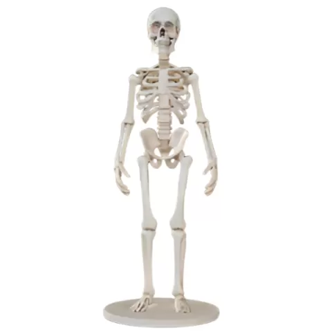 Human Skeleton Model