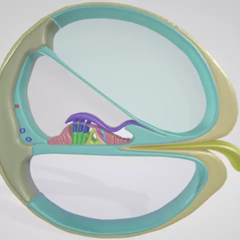 20 PARTS COCHLEA INNER EAR ORGAN OF CORTI CROSS SECTION ANATOMY