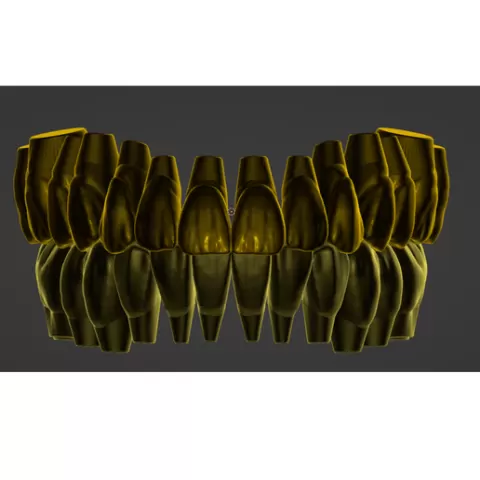 Teeth anatomy Low