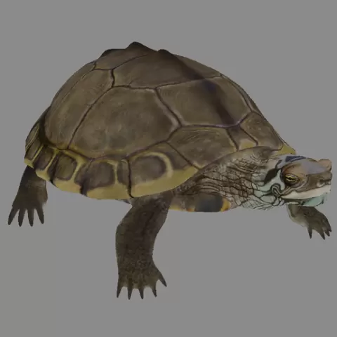 Australian Turtle 3D Model - Fast Print, Solid Build, 15cm Display Size
