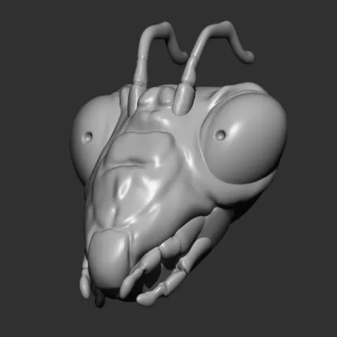 Praying Mantis Head