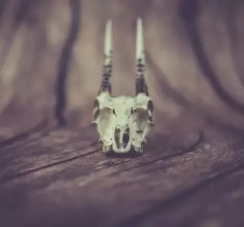 Oribi Skull