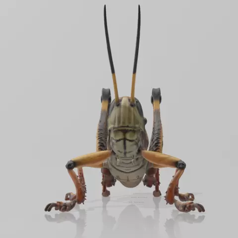 grasshopper