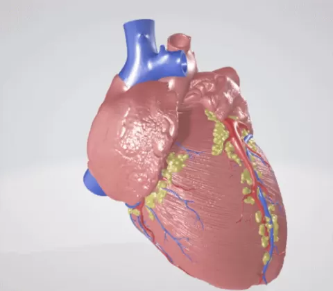 Ultra Realistic High-Resolution 3D Normal Heart Model with Aorta, Pulmonary Artery & Vein, Coronary Artery & Vein, Pulmonary & Aortic Valves, Mitral Valve, and Tricuspid Valve